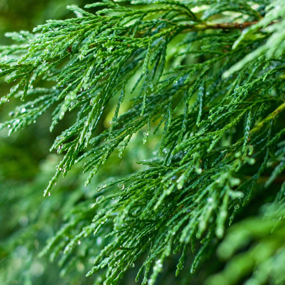 Gardeners Dream (1-2Ft, 1) Leylandii Fast Growing Ever Conifer Hedging Garden Plants In Pots Green