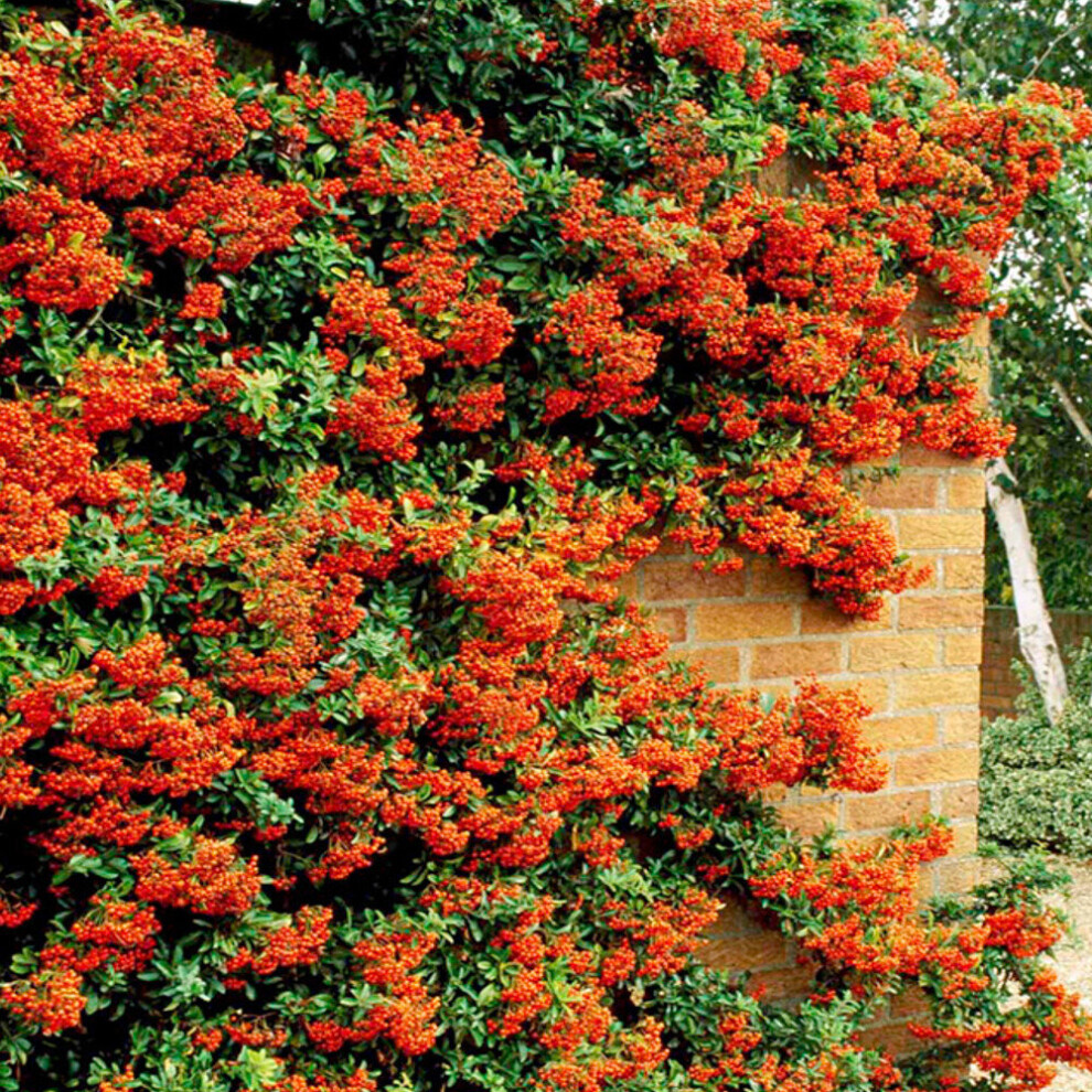 Gardeners Dream (25) Firethorn Hedging Plants 20-40Cm Pyracantha Evergreen Hedge Potted Orange