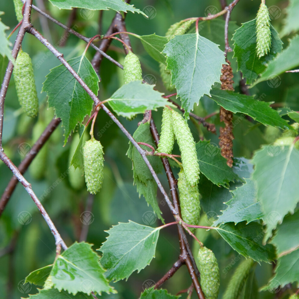 Gardeners Dream Betula Pendula | Birch | Ornamental Garden Tree | 5-6Ft Silver