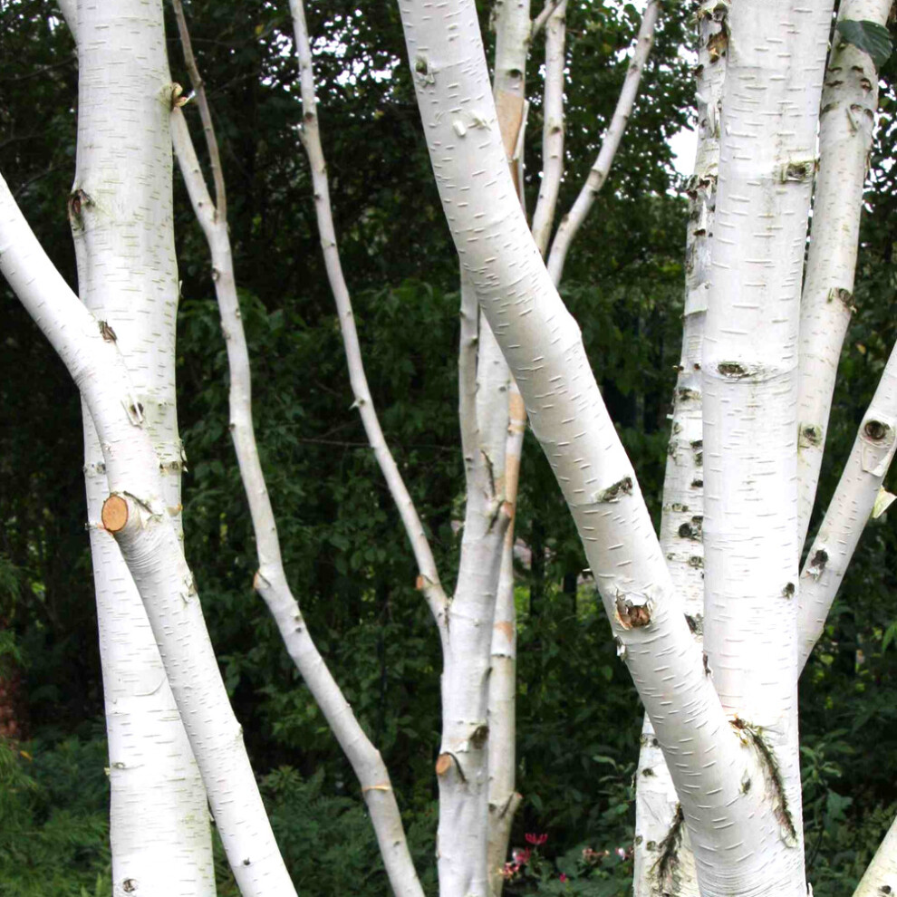 Gardeners Dream Betula Jacquemontii | Single Stem Himalayan Birch | Garden Tree | 5-6Ft White
