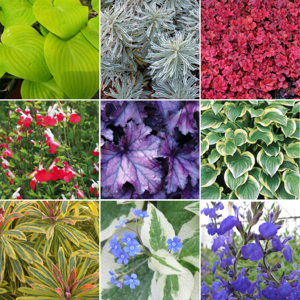 10 X Herbaceous Plant Mix - High Quality Established Plants In Pots Uk Grown