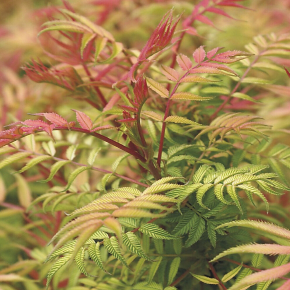 Sorbaria Sorbifolia 'Sem' Deciduous Hardy Compact Garden Shrub Plant | 9Cm Pot