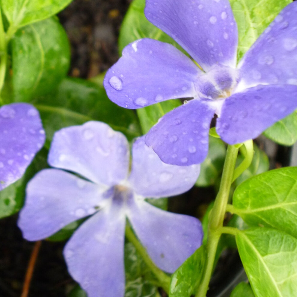 Vinca Minor 'Bowles Variety' Lesser Periwinkle Evergreen Hardy Shrub | 9Cm Pot