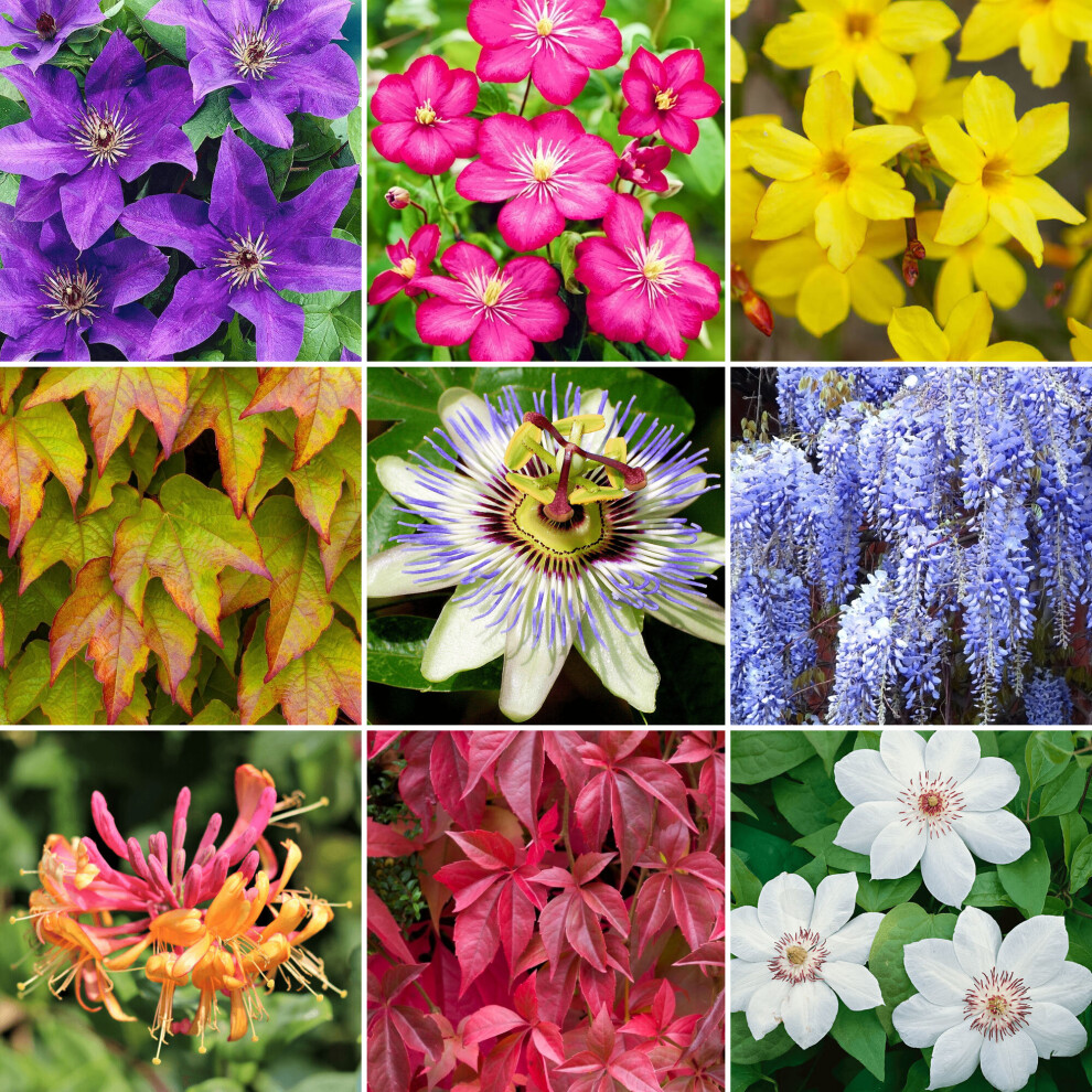 - Gardeners Dream Climber Mix (9CmPack Of 3) - Image 2