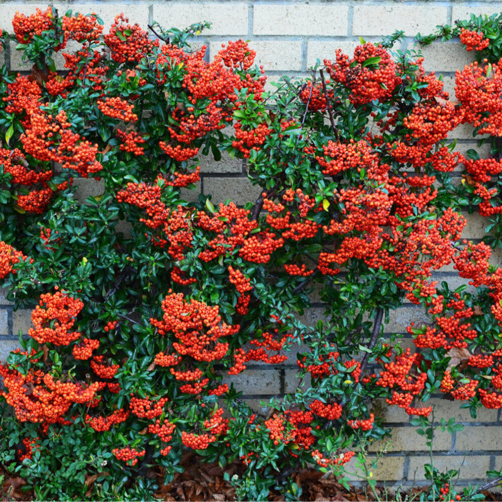 (10) Red Firethorn Hedging Plants 20-40Cm Pyracantha Red Column Evergreen Hedge Pots