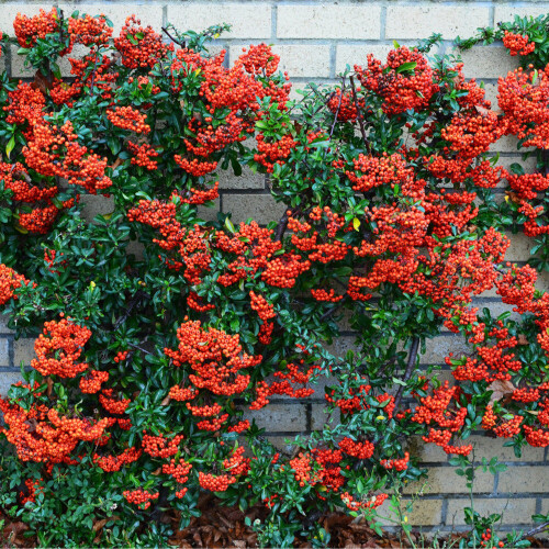 (5) Red Firethorn Hedging Plants 20-40Cm Pyracantha Red Column Evergreen Hedge Pots