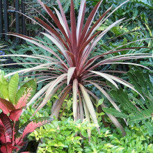 1 X Cordyline 'Red Star' Evergreen Tree Cabbage Palm Hardy Garden Plant In Pot