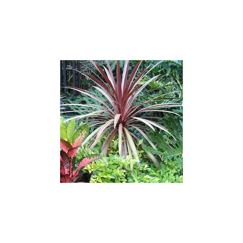 1 X Cordyline 'Red Star' Evergreen Tree Cabbage Palm Hardy Garden Plant In Pot