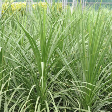 1 X Cordyline 'Australis' Evergreen Tree Cabbage Palm Hardy Garden Plant In Pot