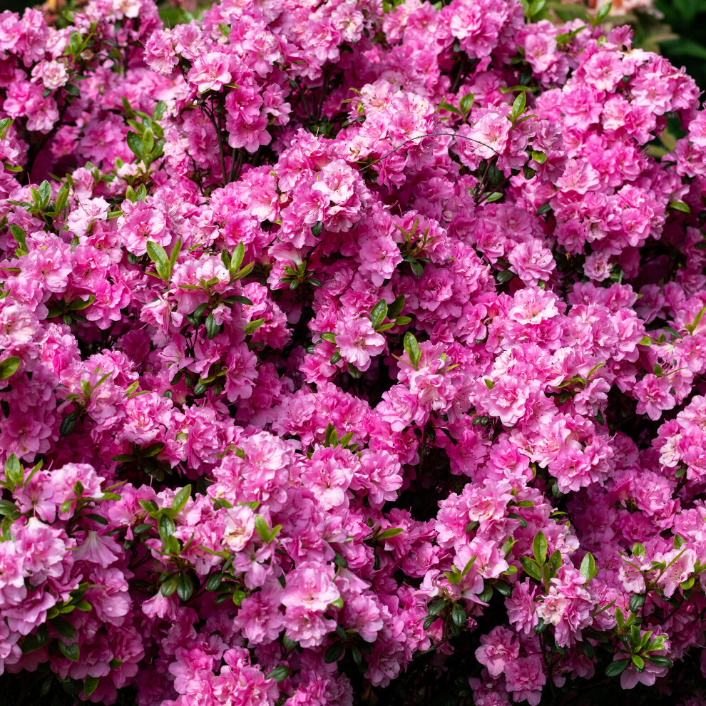 Gardeners Dream Azalea Japonica Pink (2L) V1