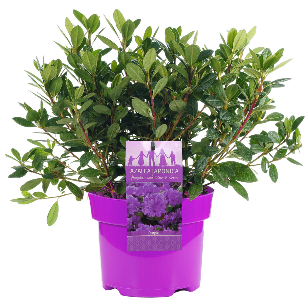 Gardeners Dream Purple Azalea 'Purple' - 2L Pot - Image 2