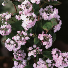 1 X DEUTZIA HYBRIDA 'PINK POM POM' ROSEA DECIDUOUS SHRUB HARDY PLANT IN POT