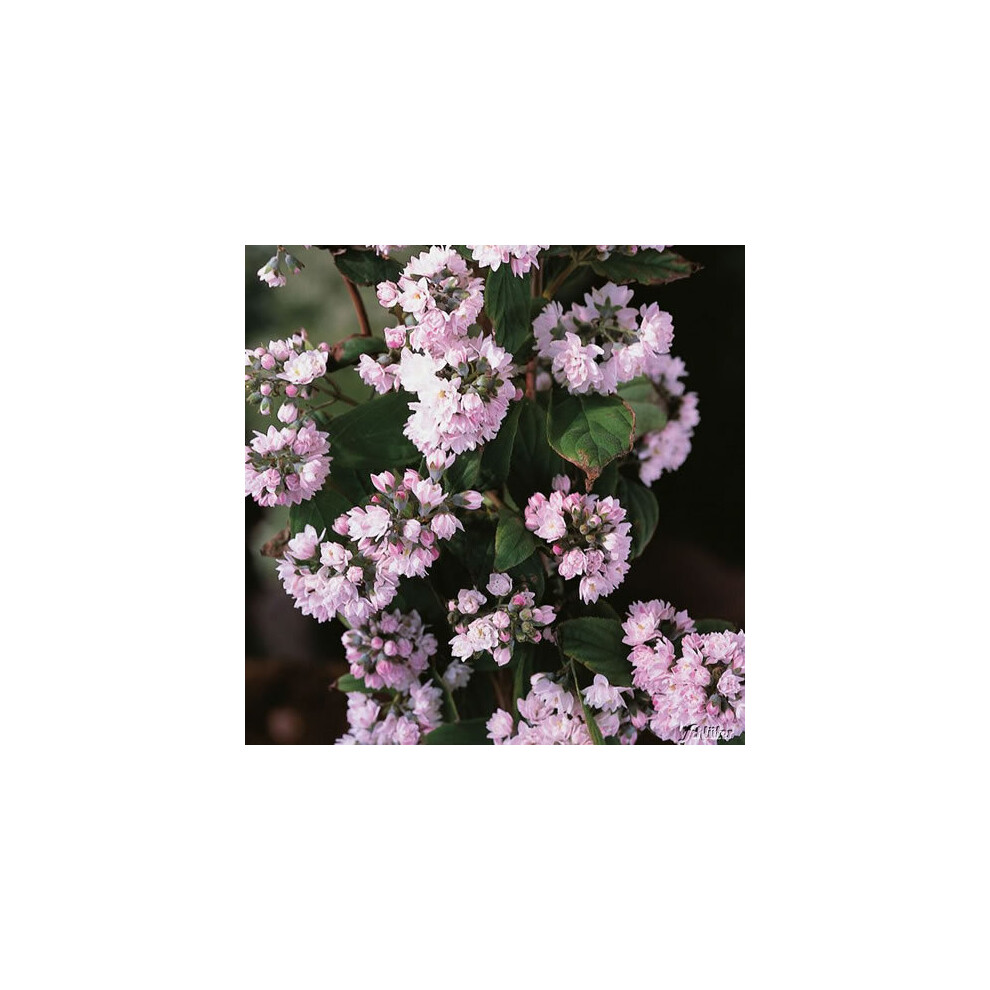 Gardeners Dream 1 X Deutzia Hybrida ' Pom Pom' Rosea Deciduous Shrub Hardy Plant In Pot Pink