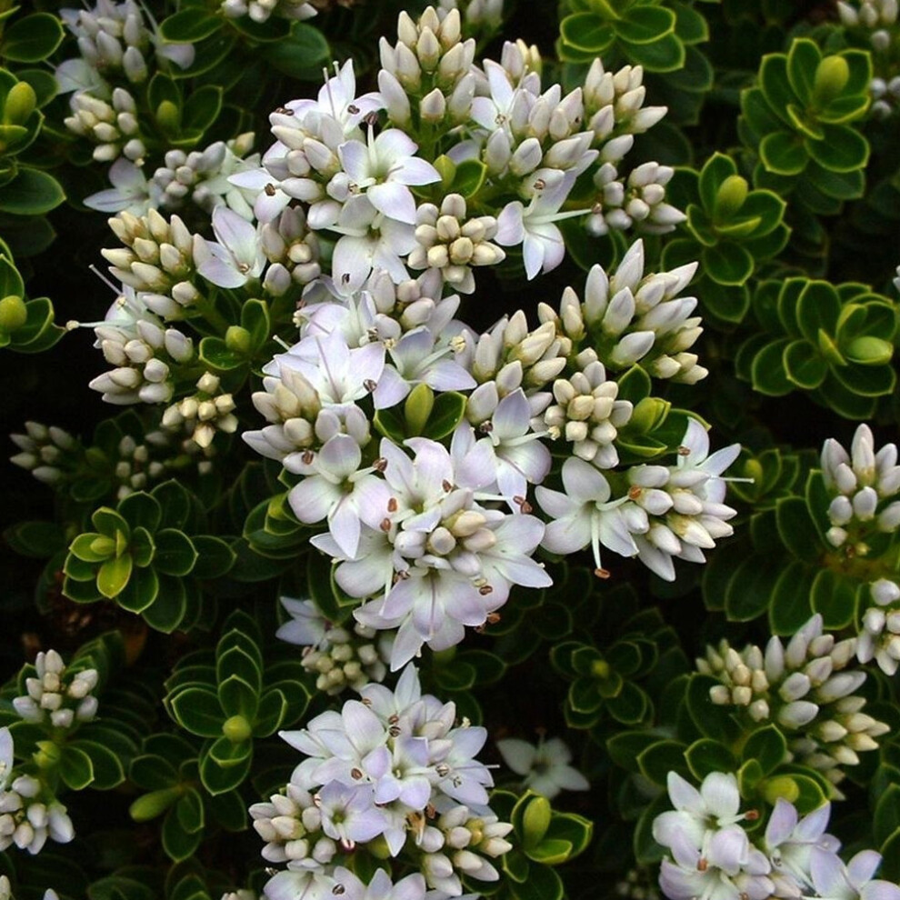 Hebe 'Vernicosa' Varnished Hebe Evergreen Flowering Garden Shrub | 9Cm Pot