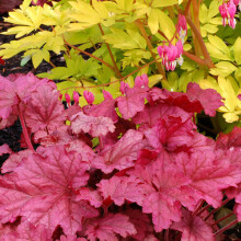 1 X Heuchera 'Berry Smoothie' Alum Root Semi Evergreen Shrub Hardy Plant In Pot