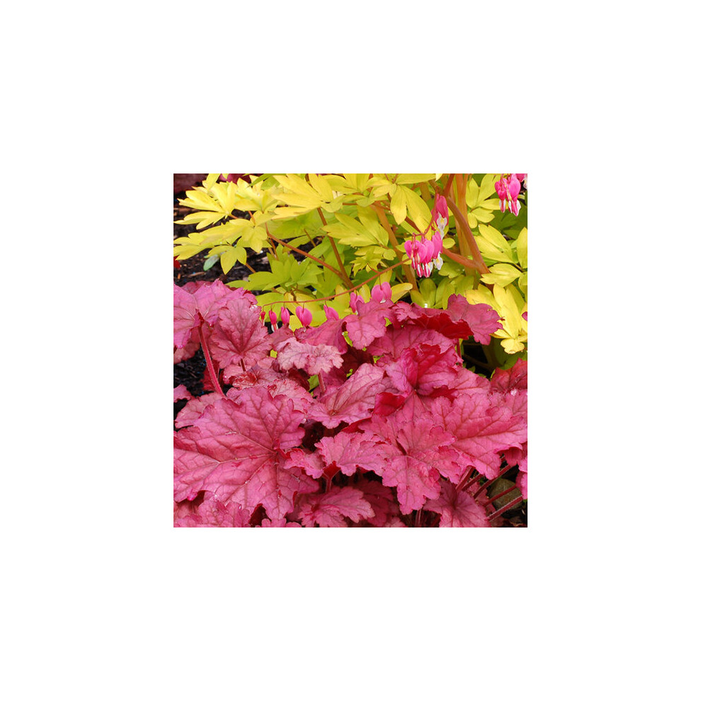 1 X Heuchera 'Berry Smoothie' Alum Root Semi Evergreen Shrub Hardy Plant In Pot