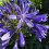 Gardeners Dream Agapanthus Brilliant Blue (9cm) 5