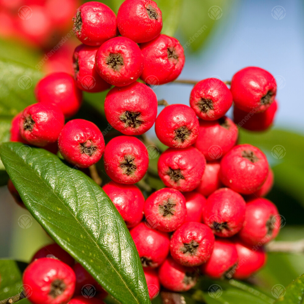 Cotoneaster X Watereri 'Cornubia' | Cotoneaster | Ornamental Garden Tree | 5-6Ft