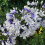 Gardeners Dream Agapanthus Twister (9cm) 1