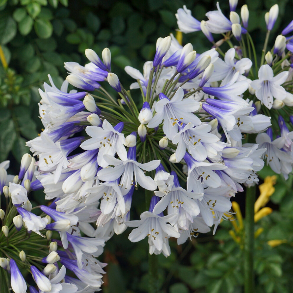Gardeners Dream Agapanthus Twister (9Cm) Green/Blue