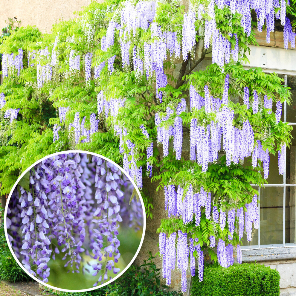 (4L) Wisteria Sinensis | Blue Flowering Deciduous Hardy Climbing Garden Shrub Plant