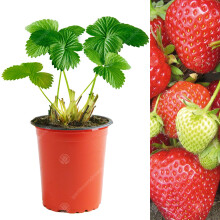 (5) Strawberry 'Cambridge Favourite' Hardy Garden Fruit Bush Plants | 9Cm Pot