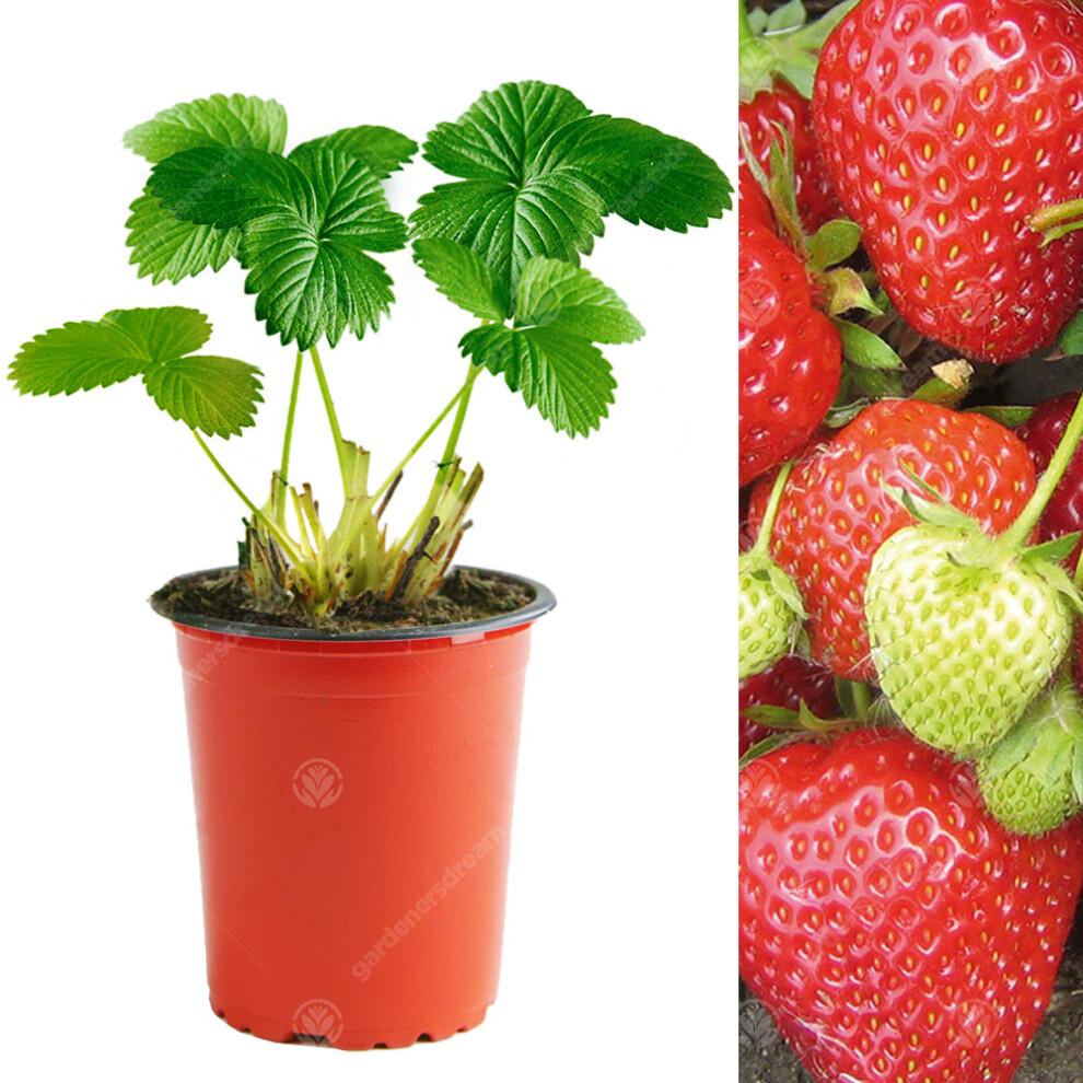 Gardeners Dream (5) Strawberry 'Cambridge Favourite' Hardy Garden Fruit Bush Plants | 9Cm Pot