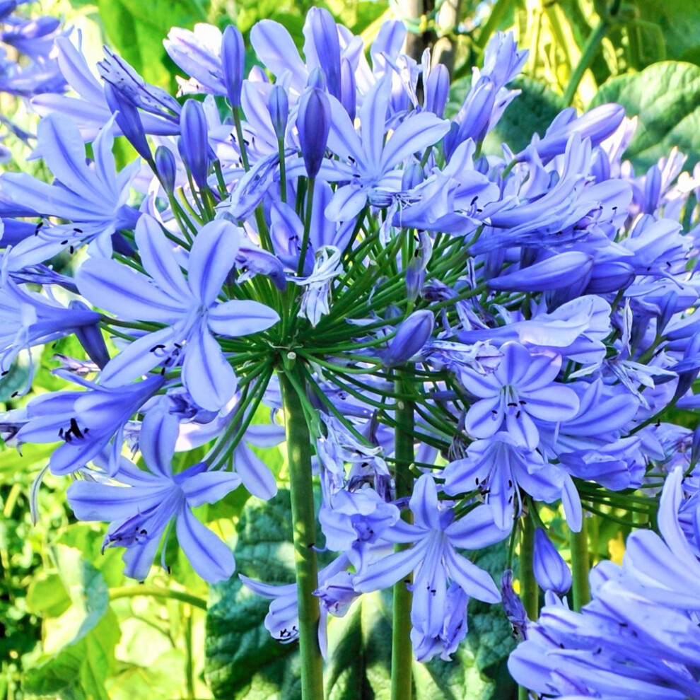 Agapanthus Brilliant Blue (9cm)