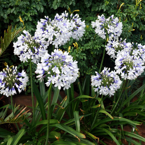 Gardeners Dream Agapanthus Twister (9cm) 1