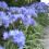 Gardeners Dream Agapanthus Brilliant Blue (9cm) 2