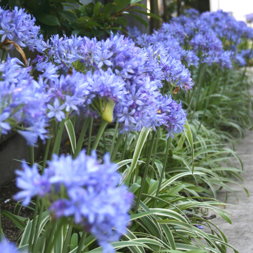 Gardeners Dream Agapanthus Brilliant Blue (9cm) 1