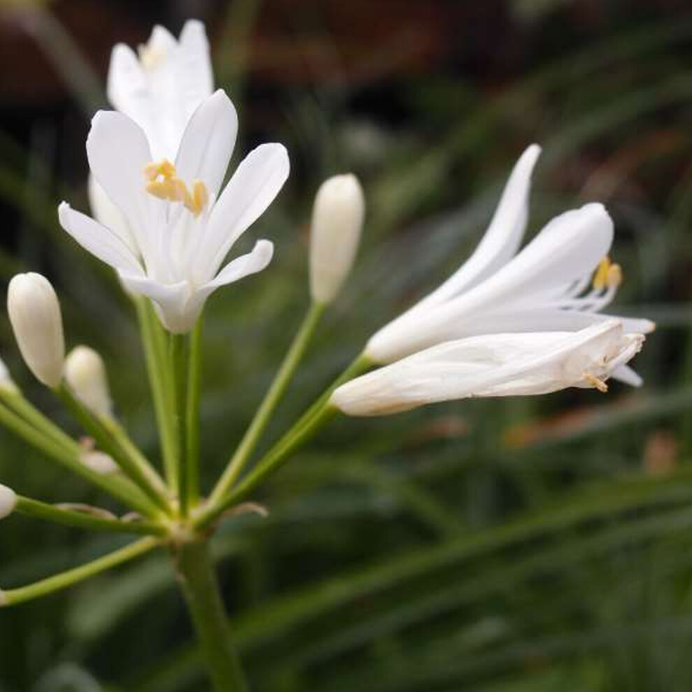 Gardeners Dream Agapanthus 'Mi Casa' African Lily Compact Perennial Flowering Shrub | 9Cm Pot