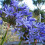 Gardeners Dream Agapanthus Brilliant Blue (9cm) 3