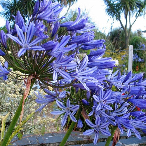 Gardeners Dream Agapanthus Brilliant Blue (9cm) 2