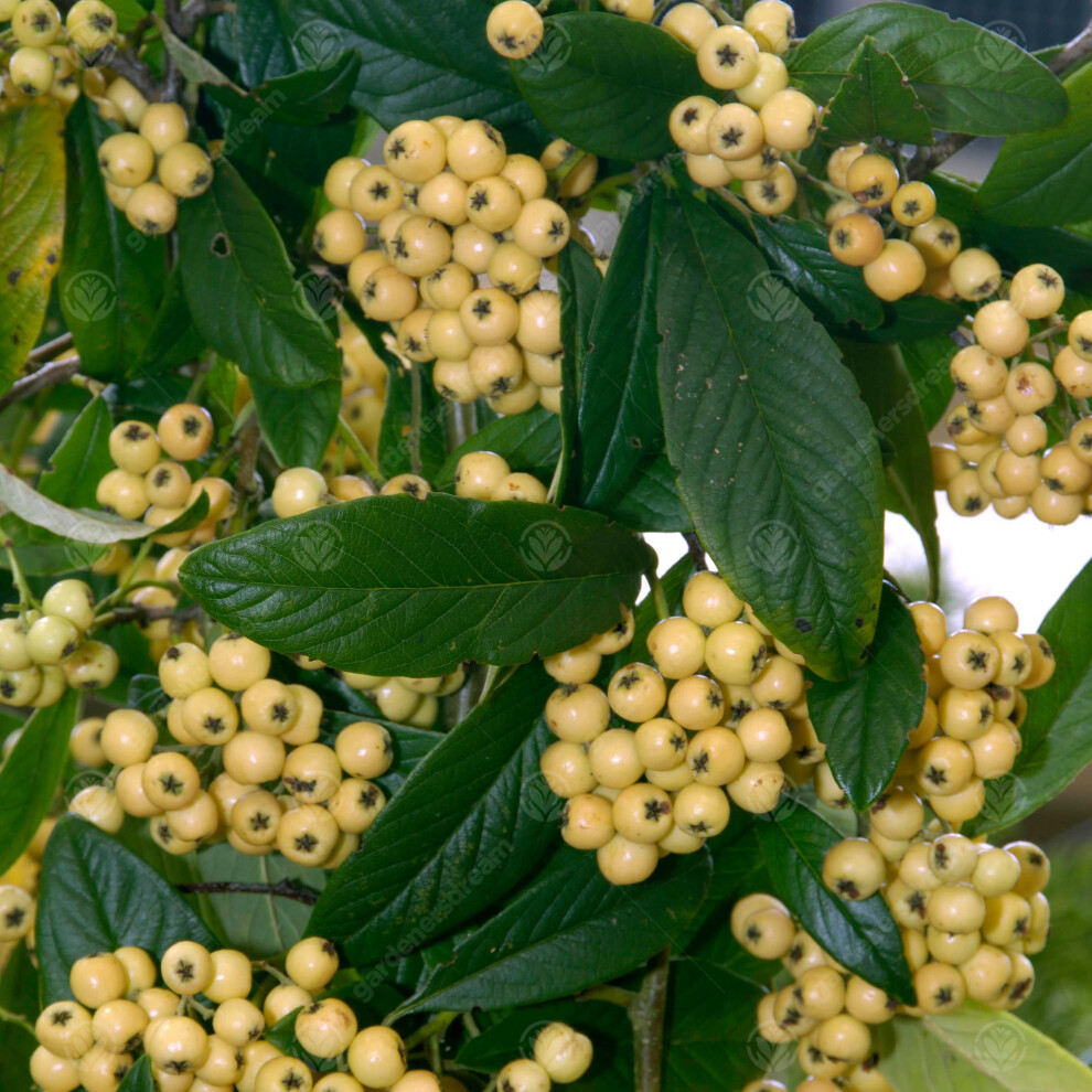 Gardeners Dream Cotoneaster Salicifoilus Rothschildianus | Cotoneaster Tree Garden Tree | 5-6Ft