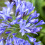 Gardeners Dream Agapanthus Brilliant Blue (9cm) 4