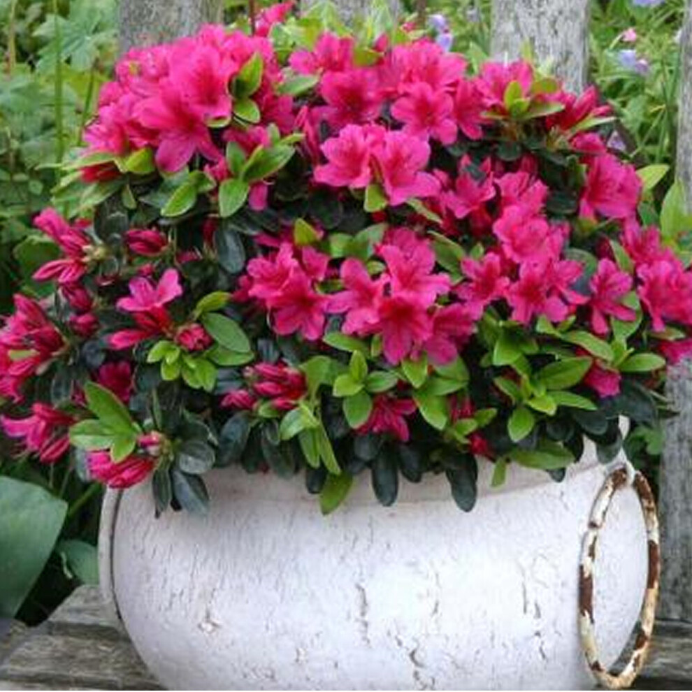 1 X Pink Azalea Japanese Evergreen Shrub Hardy Garden Plant