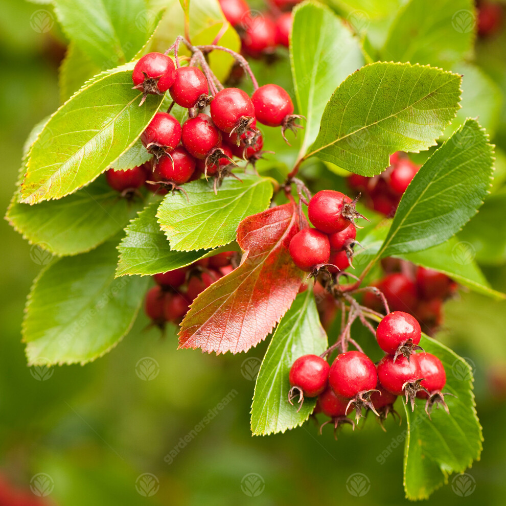 Crataegus Persimilis Prunifolia | Broad-Leaved Cockspur Thorn | Tree | 5-6Ft