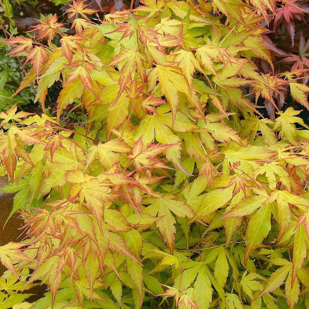 Acer Palmatum 'Katsura' Deciduous Hardy Japanese Maple Garden Shrub | 9Cm Pot