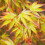 Gardeners Dream Acer Little Princess (9cm) 2