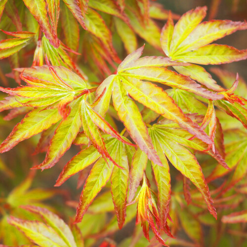 Gardeners Dream Acer Little Princess (9cm) 1
