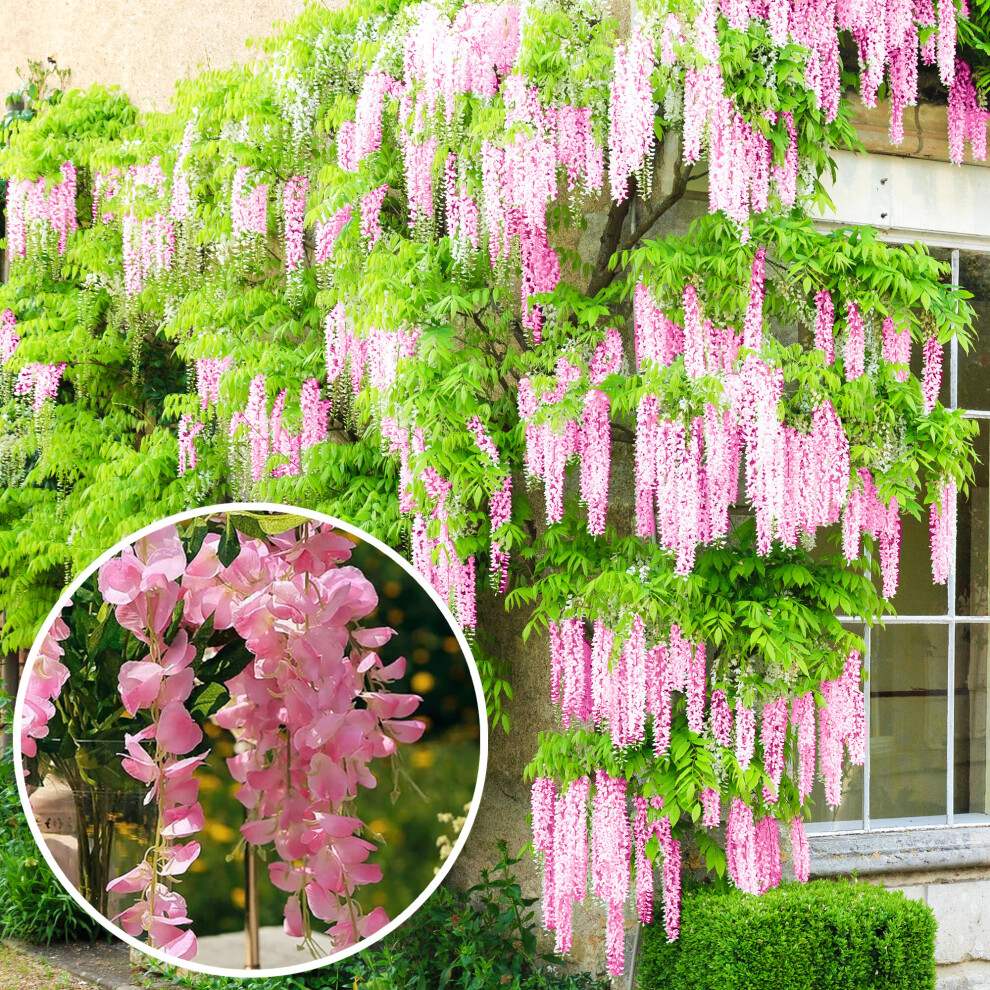 (10L) Wisteria Rosea | Pink Flowering Deciduous Hardy Climbing Garden Shrub Plant