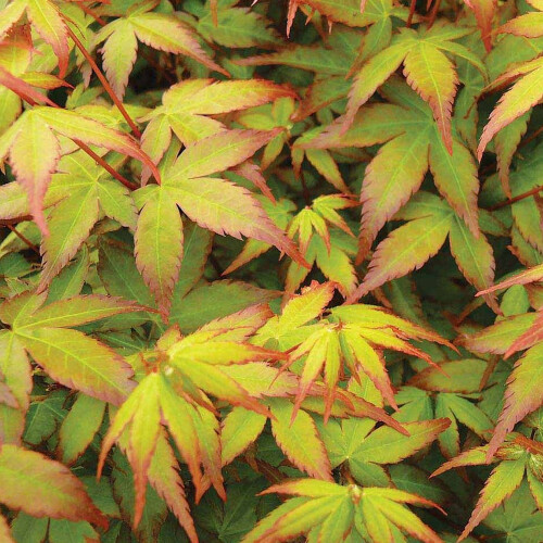Gardeners Dream Acer Little Princess (9cm) 2