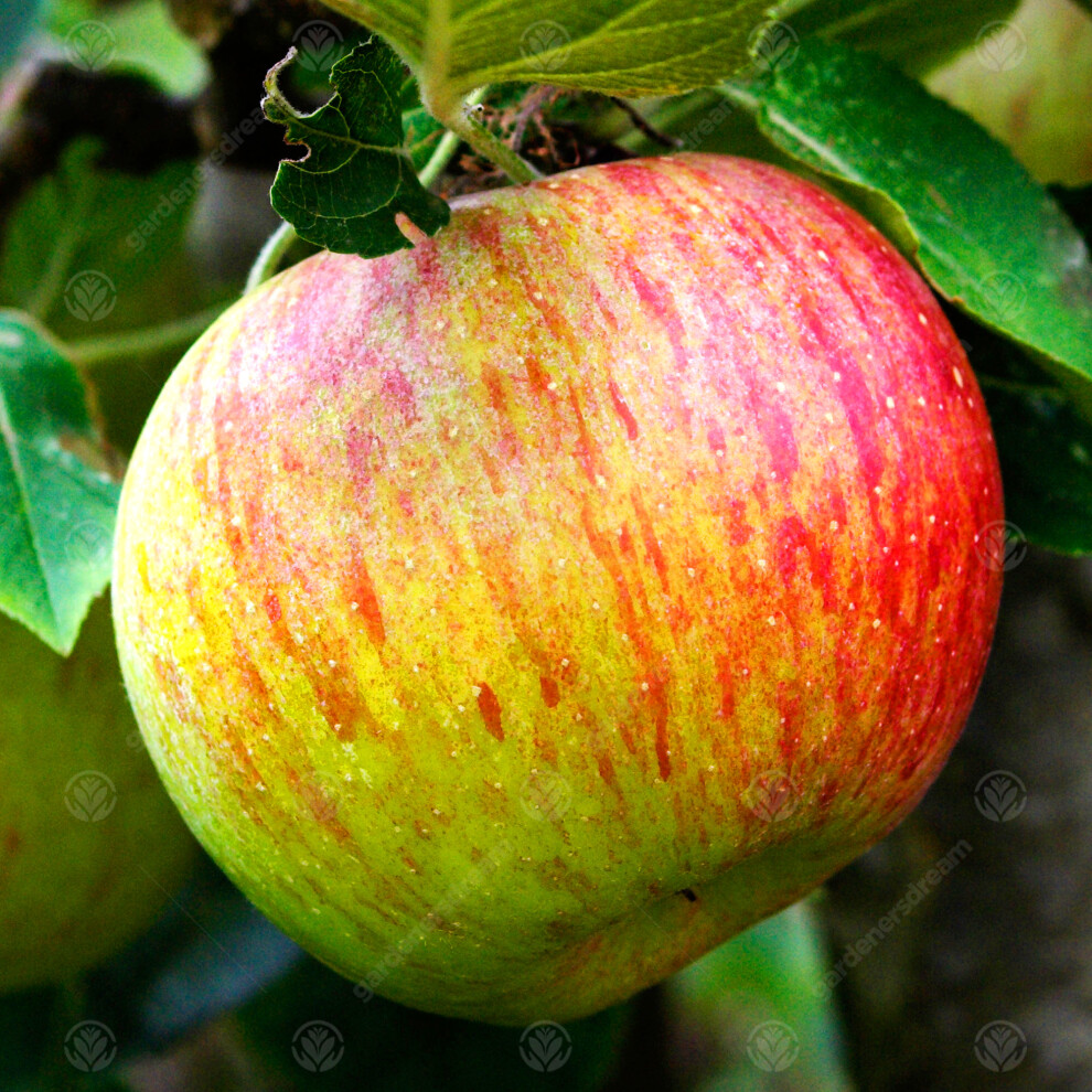 (MM106 - Semi Dwarfing) Malus Domestica 'Lord Lambourne' | Eating Apple Tree | Garden Fruit Tree | 4-5Ft