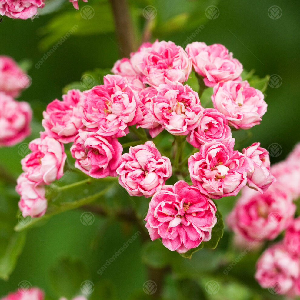 Crataegus Laevigata 'Rosea Flore Pleno' | Midland Hawthorn | Garden Tree | 5-6Ft