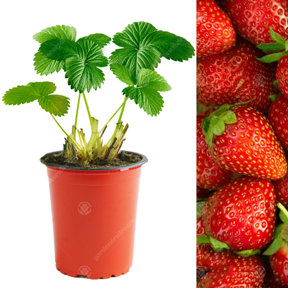 (10) Strawberry 'Elsanta' Mid Season Fruit Bush Garden Plants | 9Cm Pot