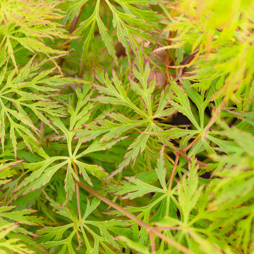 Gardeners Dream (9Cm) Acer Palmatum Dissectum 'Emerald Lace' | Japanese Maple Deciduous Tree In Pot