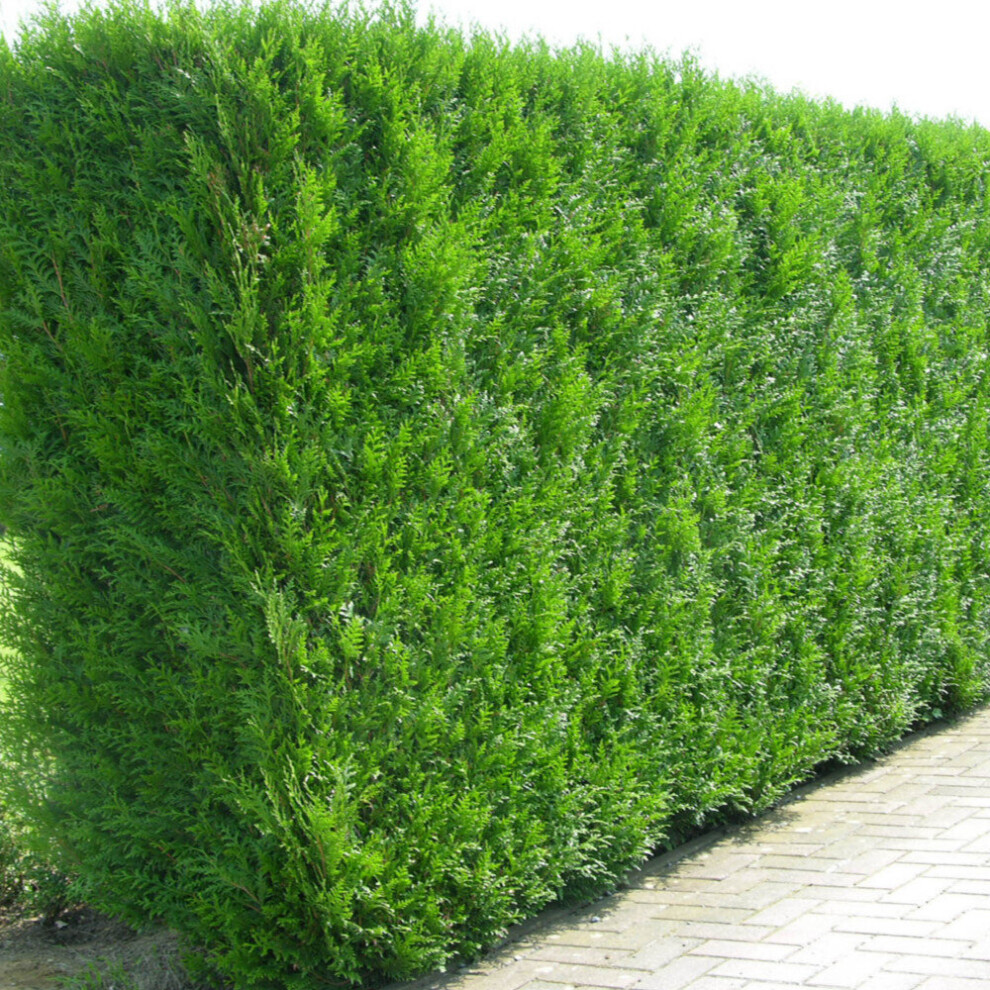 (10) Western Red Cedar Hedging Plants 20-40Cm Thuja Atrovirens Evergreen Hedge Potted