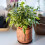 Gardeners Dream Ficus benjamina Starlight (12cm) V1 1