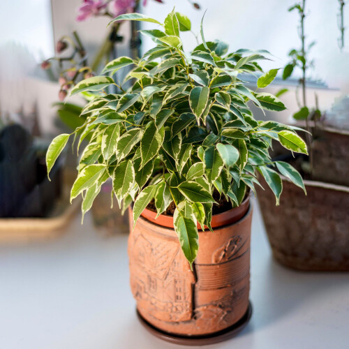 Gardeners Dream Ficus benjamina Starlight (12cm) V1